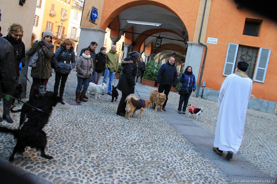 Sant'Antonio Abate, festa degli animali a Biella e Vercelli - newsbiella.it