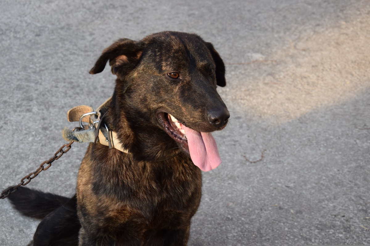 Cani alla catena, scattano multe e denunce: ecco cosa prevede la legge
