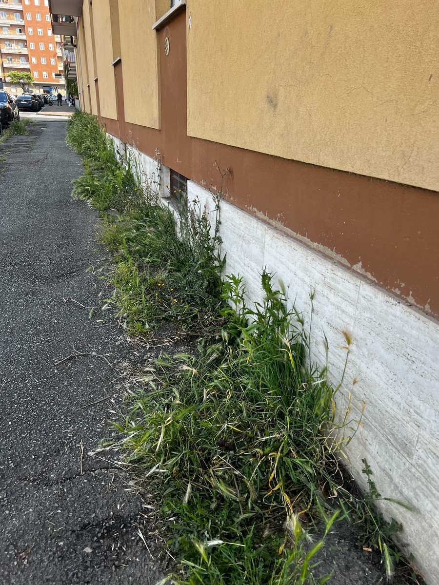 Biella, erba alta e piante infestanti in via Liguria: "In attesa dell'intervento del Comune..." FOTO