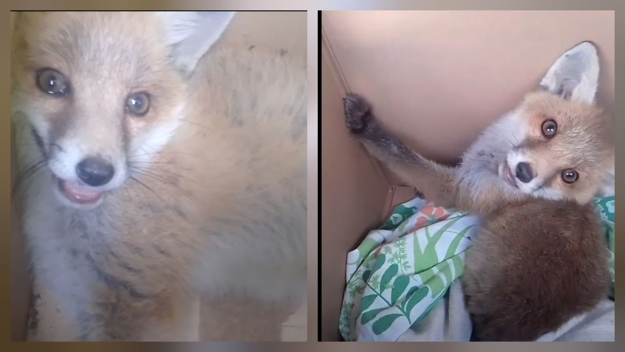 Doppio intervento oggi a Occhieppo Superiore per il salvataggio di due volpi VIDEO