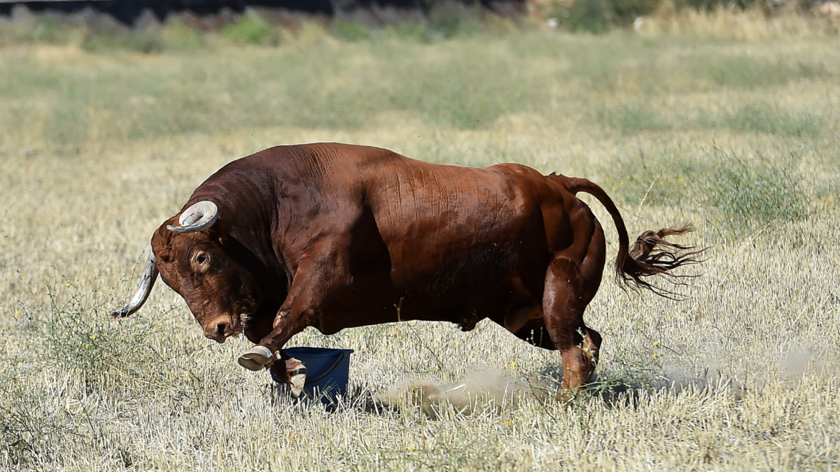 Toro aggressivo al Bocchetto Sessera: la rischiosa passeggiata di un escursionista