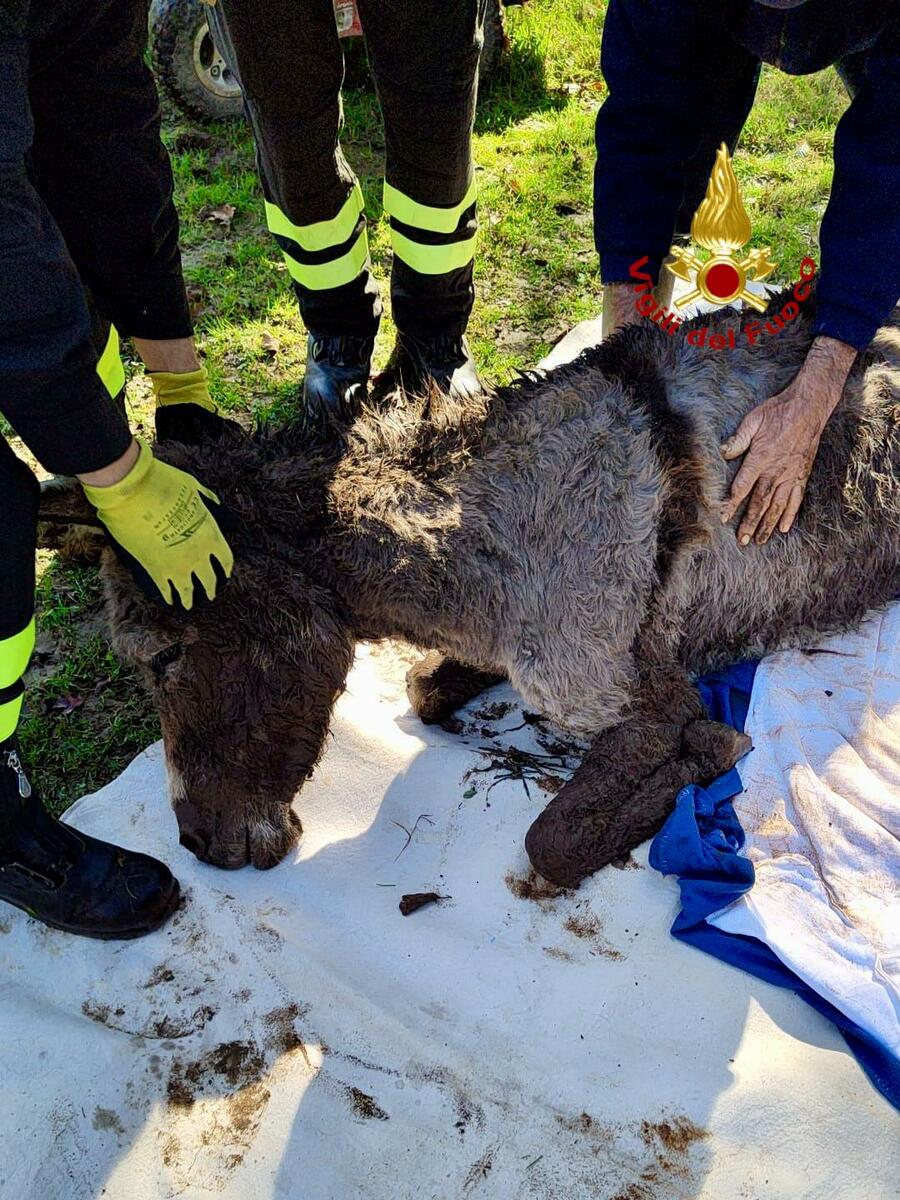 Valdengo, intrappolata in una zona paludosa: l'asinella Penelope messa in salvo dai Vigili del Fuoco