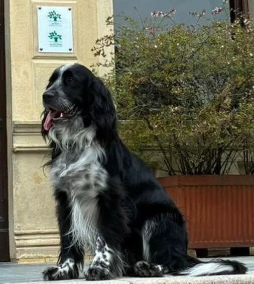 Appello per Olmo: aiutiamolo a tornare a casa