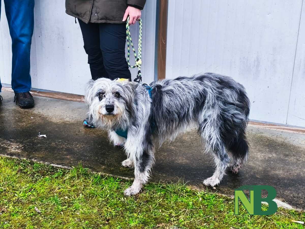 Sant’Antonio Abate, anche Castelletto Cervo celebra la tradizione FOTO e VIDEO