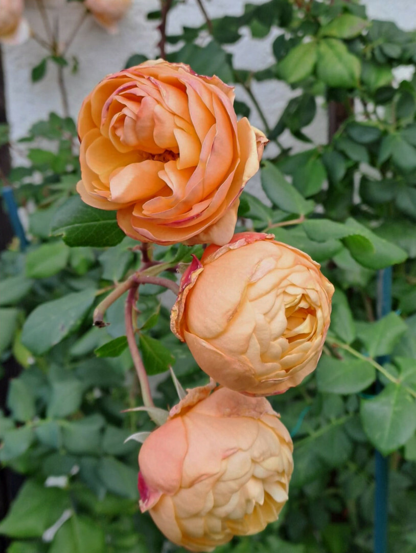 Un ponte d’amore tra Sardegna e Biella
