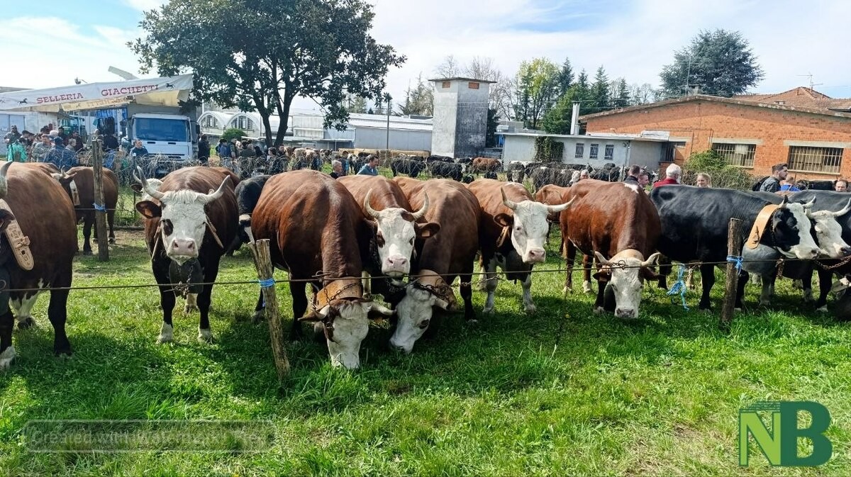 Sandigliano celebra la tradizione agricola: in corso la “Fera 'dla Caplina” FOTO e VIDEO