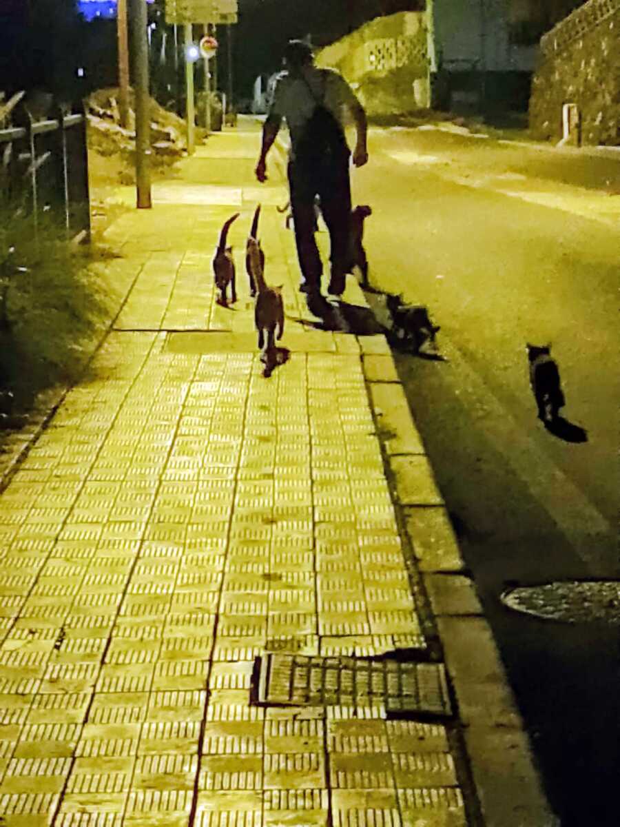 Dall'amore per gli animali alla cura delle colonie feline: Alessandro Argentero volontario a Tenerife FOTO