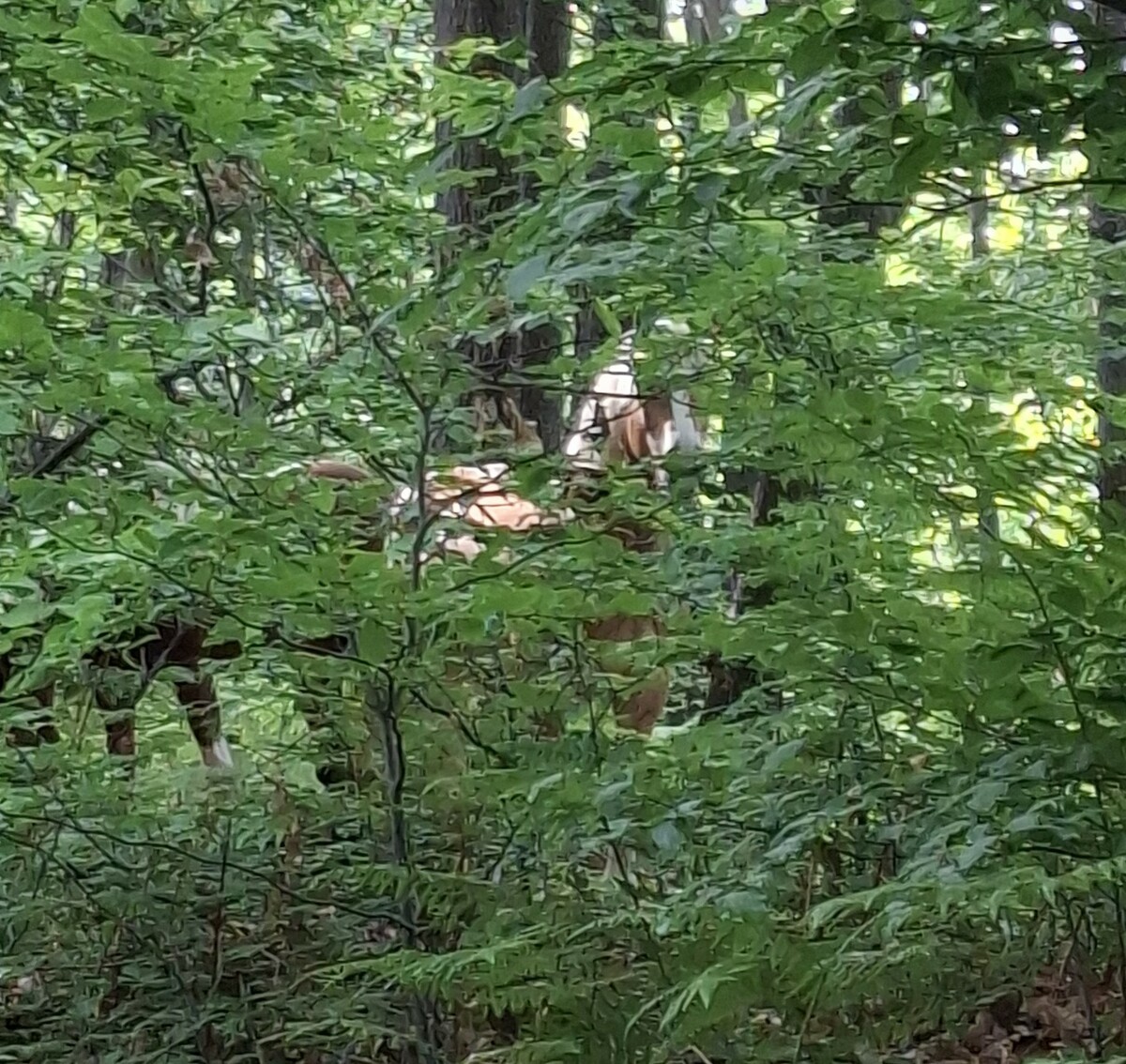 Cavalli avvistati in Burcina: di chi sono? FOTO
