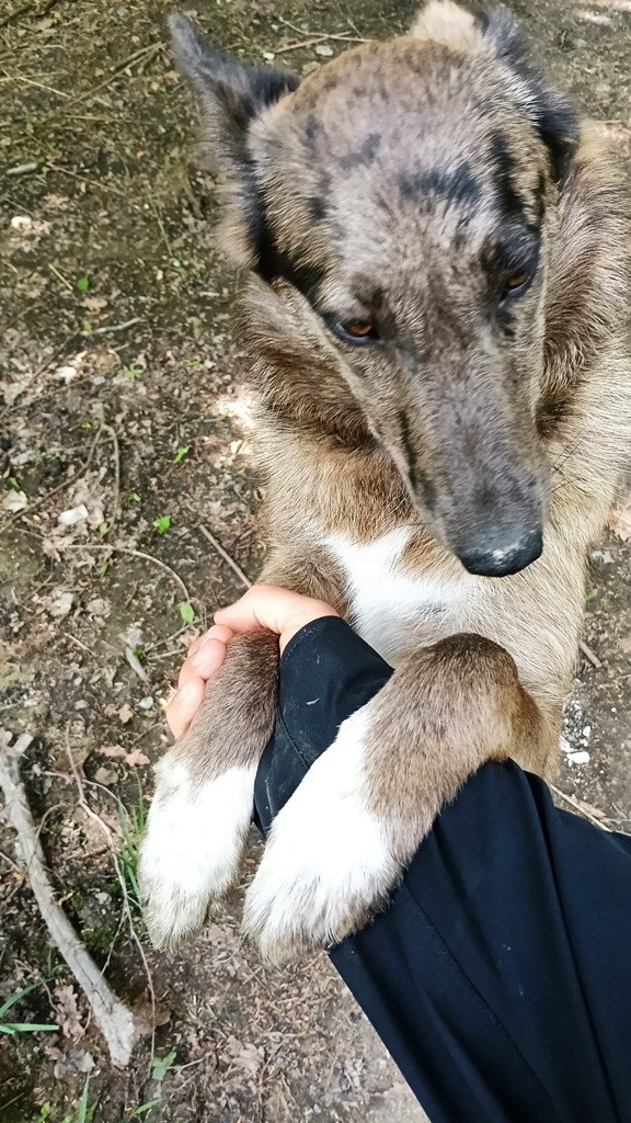 Carabinieri Canile e solidarietà trovano casa a cucciolo di Pastore Biellese