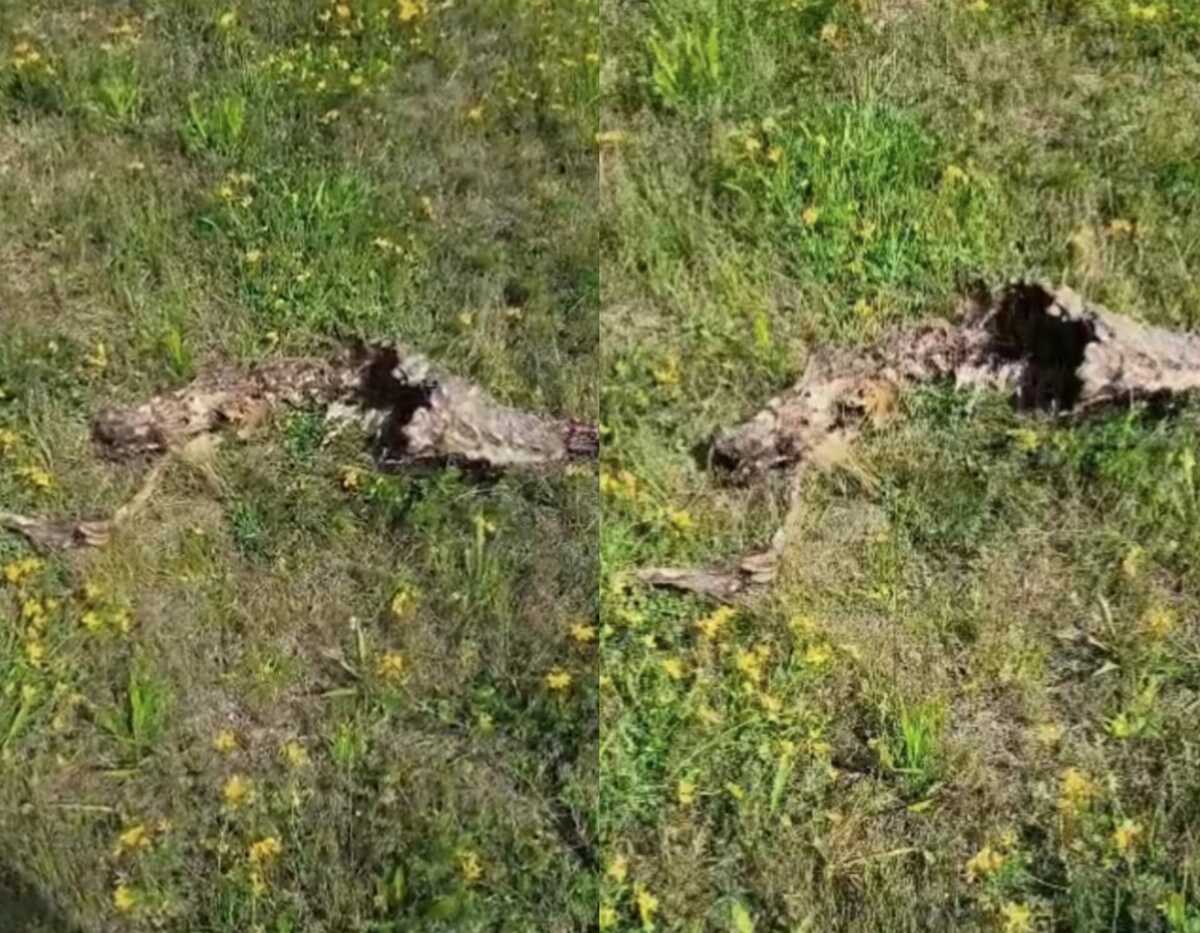 Capretto sbranato a Cossato, residente trova i resti in giardino: “Mai visto nulla di simile”