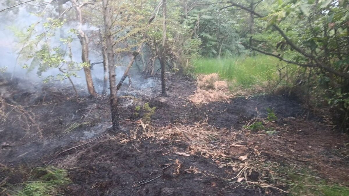 Spento in serata l’incendio boschivo tra i comuni di Curino e Sostegno FOTO e VIDEO