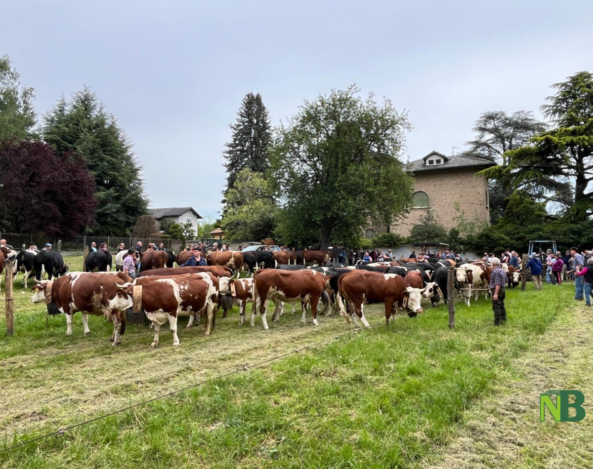 Fiera Primaverile Di Maggio A Graglia Tre Giorni Di Tradizioni fiera-primaverile-di-maggio-a-graglia-tre-giorni-di-tradizioni