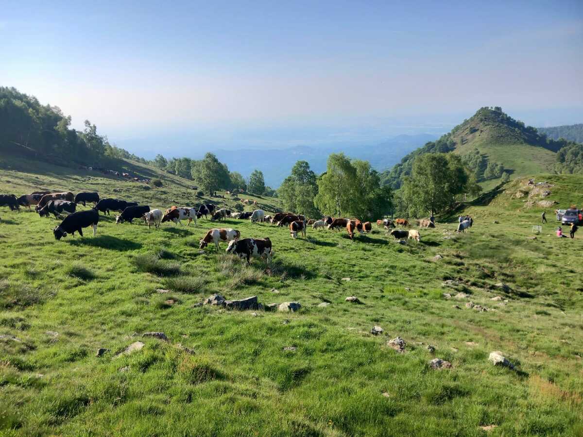 Oltre 200 mucche in cammino verso gli alpeggi, Transumando incanta i visitatori FOTO e VIDEO