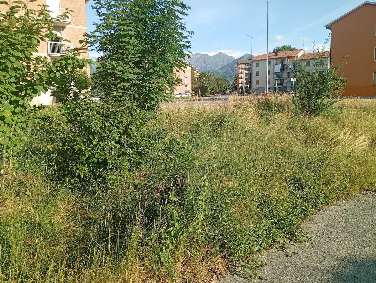 Erba alta, rovi e incuria: a Pavignano cresce la protesta dei residenti FOTO