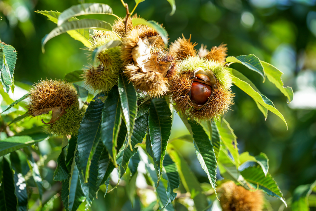 Castagni da frutto nel Biellese, al via il censimento delle cultivar locali