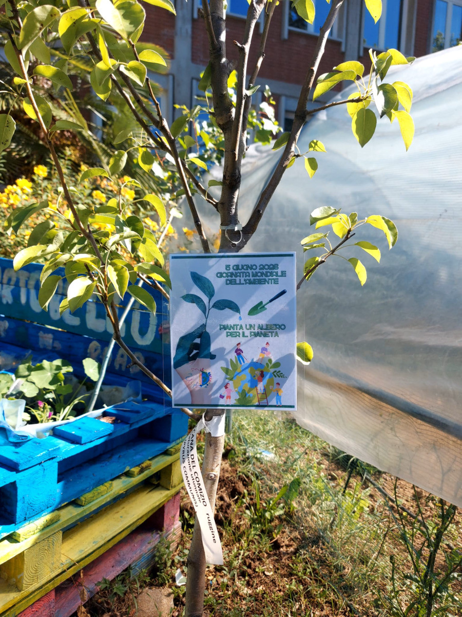 5 giugno, pianta un albero per il pianeta: alle medie di Chiavazza è stato messo a dimora un pero