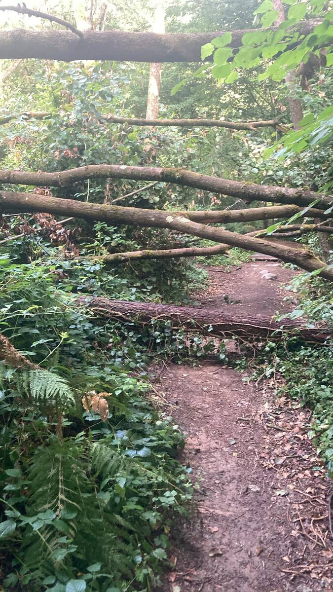 Maltempo, a Biella rami e tronchi d’albero a terra: AIB in campo ai Giardini Arequipa e al Gorgomoro FOTO