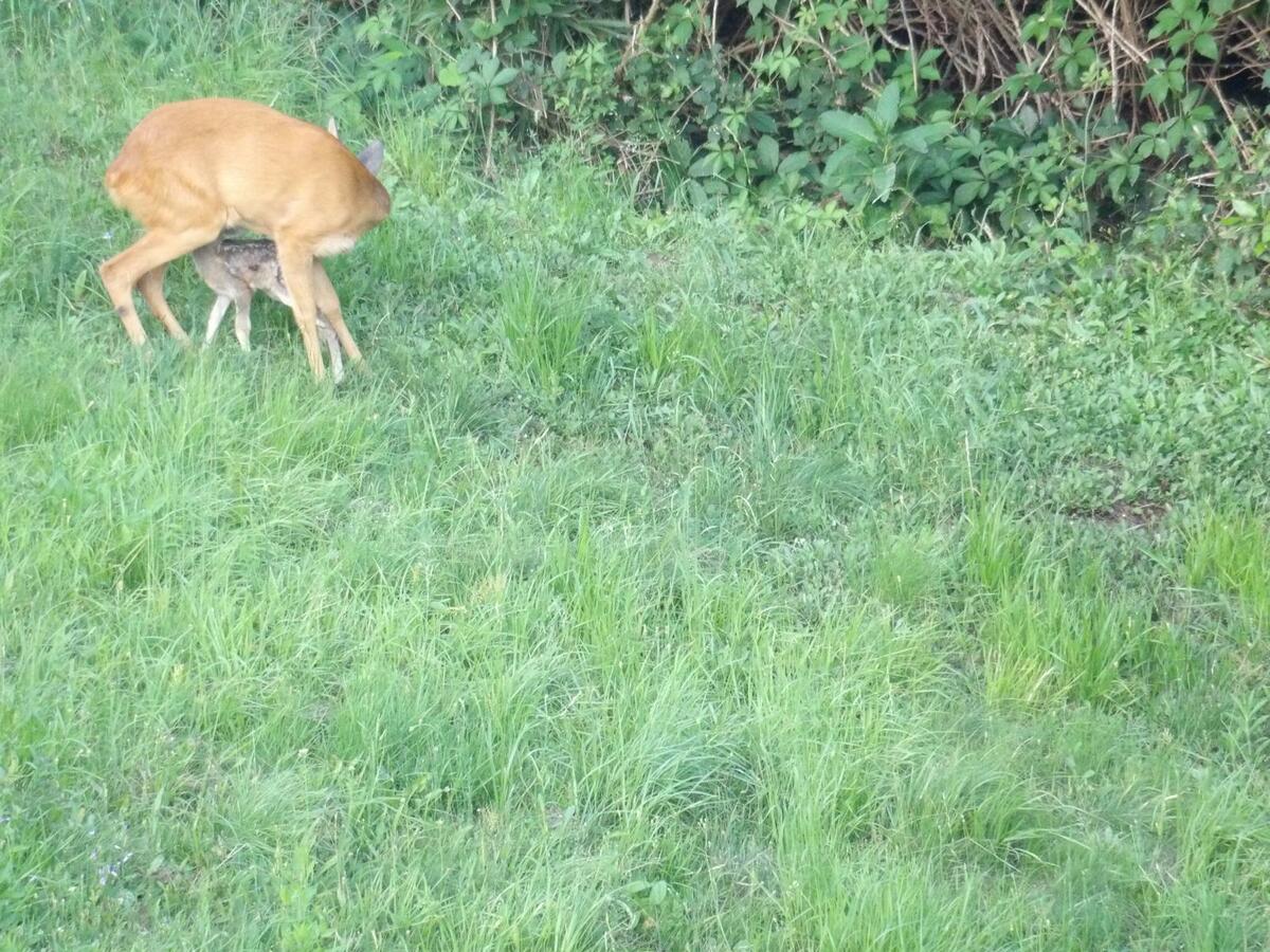 Il miracolo nei boschi a Casapinta, la bellissima favola a lieto fine di un cucciolo di capriolo FOTO
