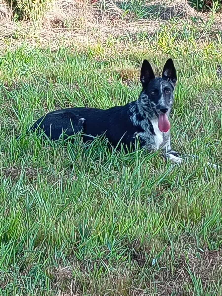 Cagnolina smarrita tra Candelo e Ponderano: aiutiamo Terry a tornare a casa!!! FOTO