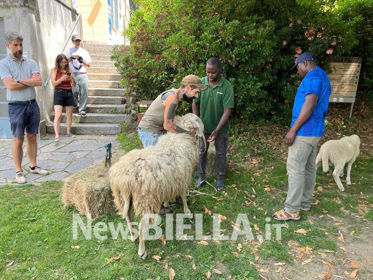 A Pettinengo l'arte della tosatura delle pecore a “(T)essere Insieme 2026” FOTO e VIDEO