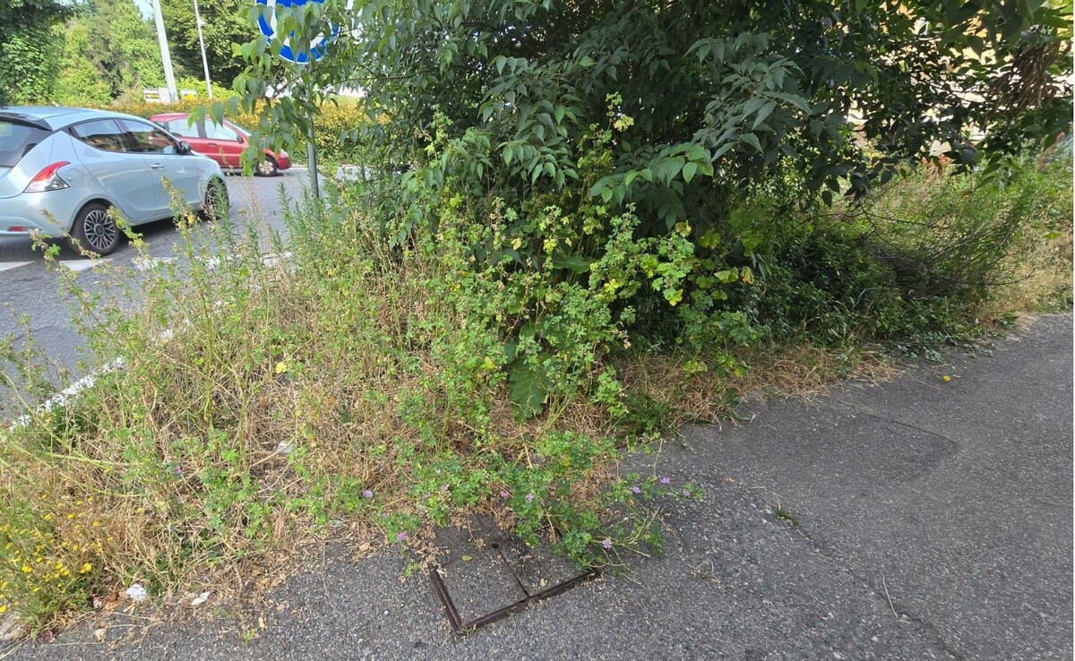 Verde pubblico a Biella, piazza Adua: marciapiedi invasi dall'erba FOTO