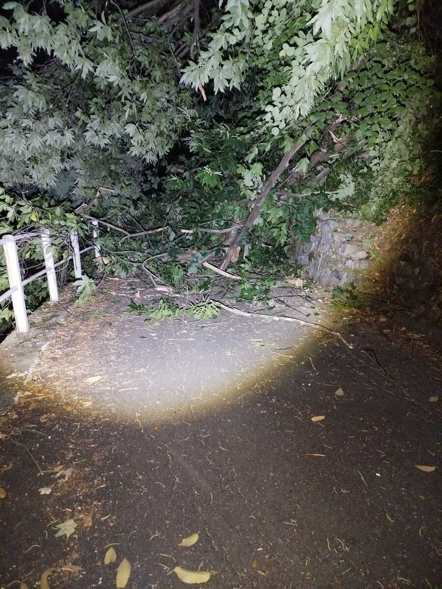 Campiglia Cervo, piante cadono a terra nella notte: chiusa la strada tra Tomati e Roreto FOTO