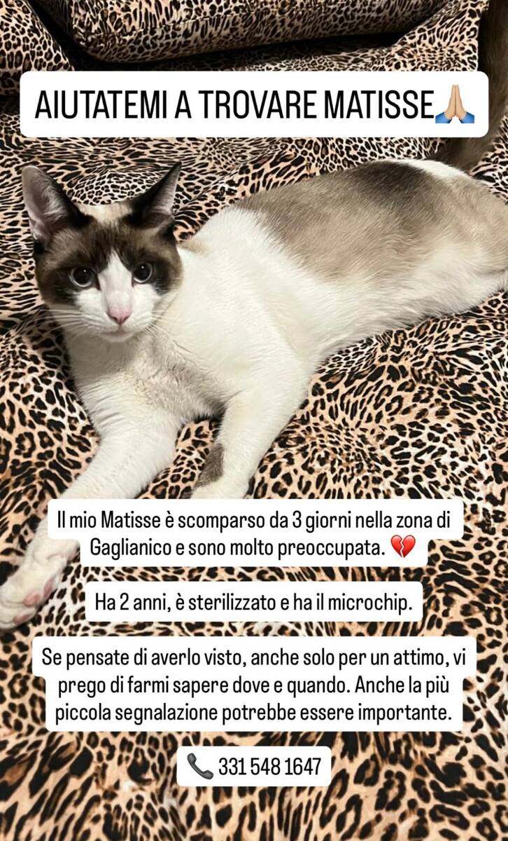 Gaglianico, appello per ritrovare Matisse scomparso da tre giorni