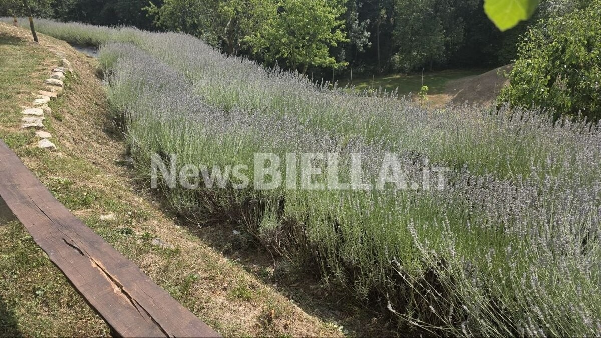 Mezzana Mortigliengo, il rito della lavanda conquista il pubblico: grande partecipazione all'Azienda Agricola Serafia FOTO