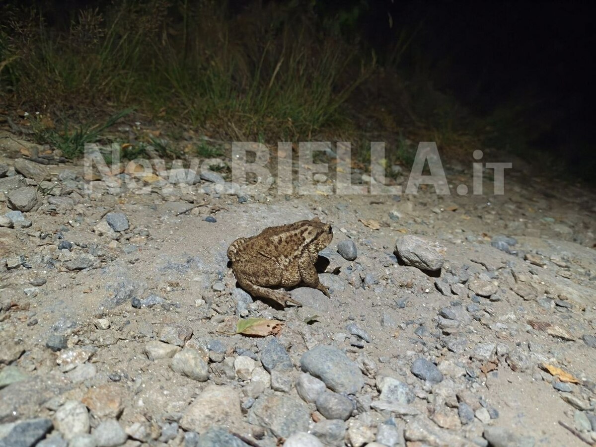 Valle Oropa, una passeggiata notturna tra fauna selvatica e animali d’alpeggio FOTO