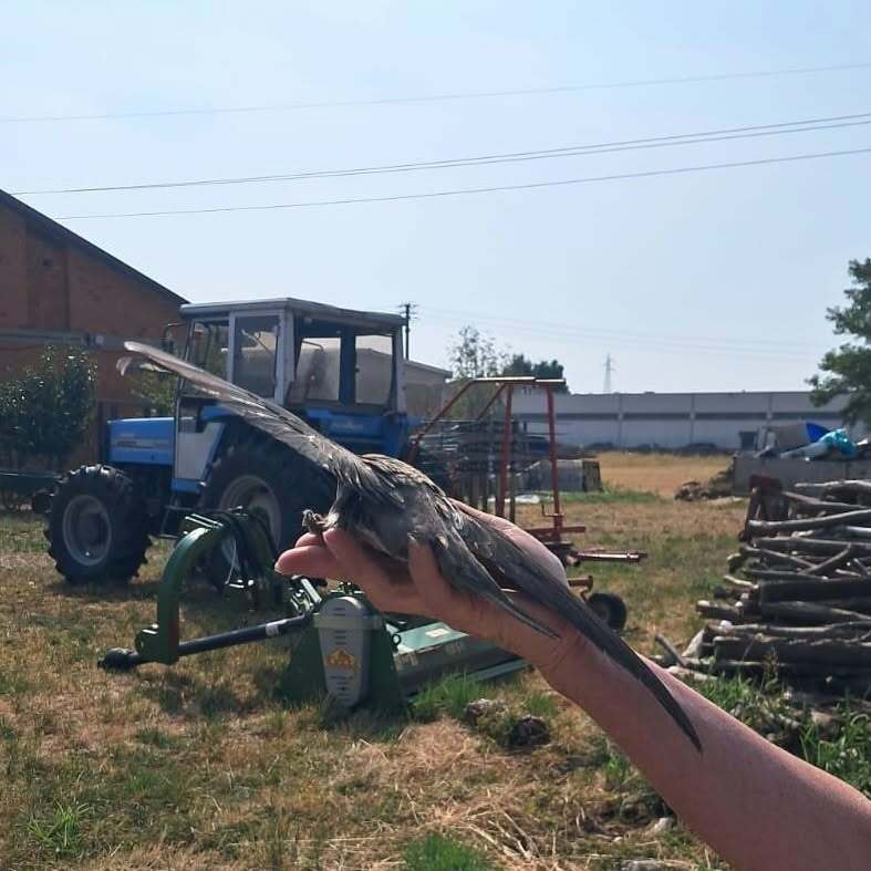 Biella, visita inattesa all'Archivio di Stato: soccorso un rondone