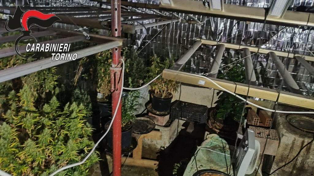 Dal Nord Ovest - Maxi-piantagione di marijuana, oltre 700 chili di droga: cinque in manette