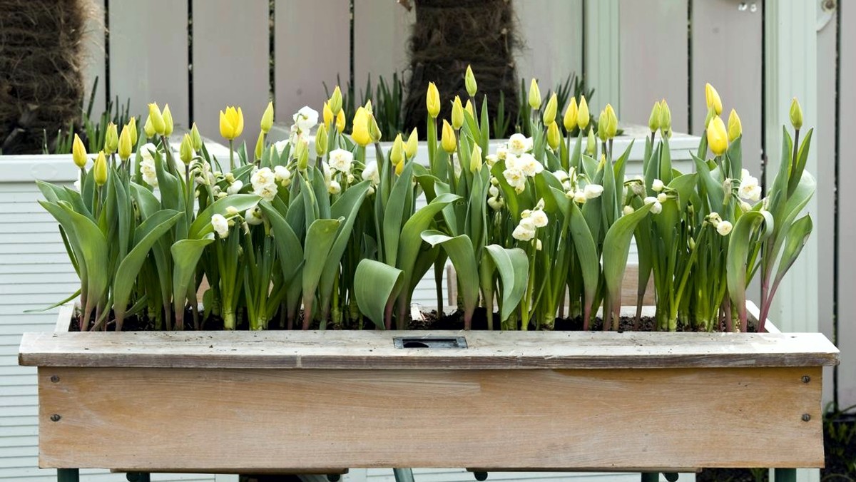 Oropa, dalla citizen science ai bulbi: due appuntamenti al Giardino Botanico