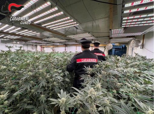 Coltivava marijuana in casa: blitz delle Squadre Mobili di Biella e Novara - Foto di repertorio