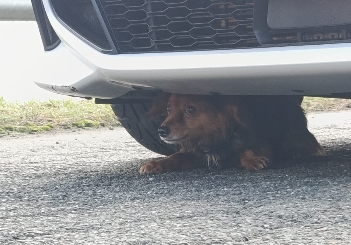 Il piccolo Zampa torna a casa: recuperato dai Vigili del Fuoco VIDEO