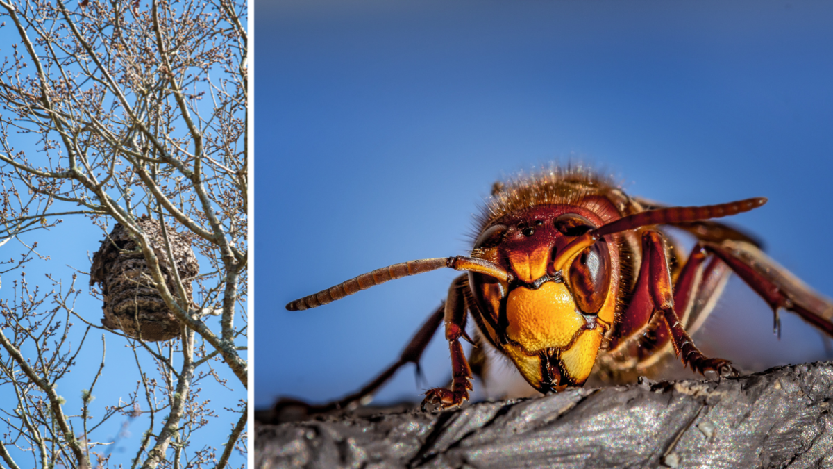 Calabrone asiatico, l'appello agli apicoltori: “Nel Biellese rafforziamo il monitoraggio”
