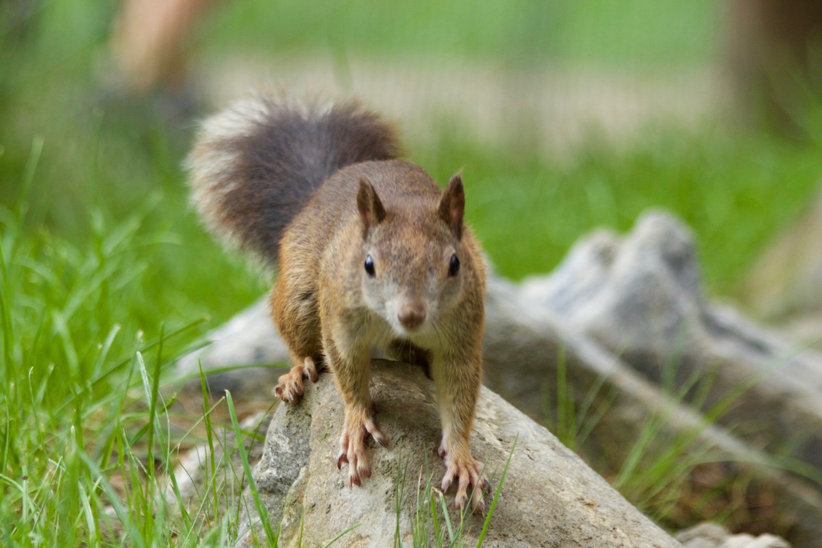 Parc Animalier d’Introd in Valle d'Aosta: la natura alpina a un passo dal Biellese e Vercellese FOTO e VIDEO