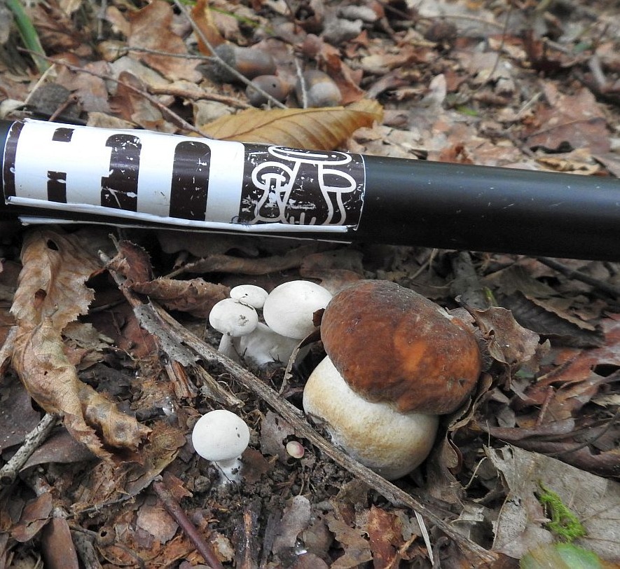 “I Bioindicatori, Le spie dei Porcini“, cosa sono e come imparare a leggere il bosco