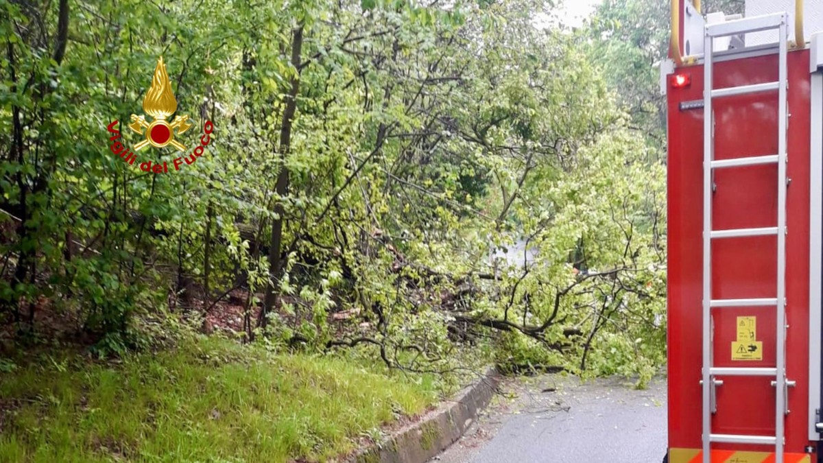 Intense raffiche di vento in alta Valle Elvo, alberi caduti sulla strada