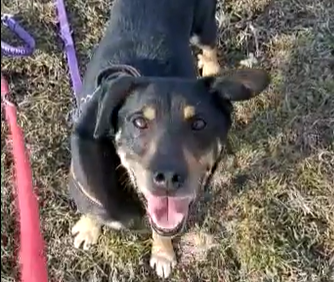 Come viaggiare con il tuo animale domestico in estate: regole, consigli e prevenzione dell’abbandono