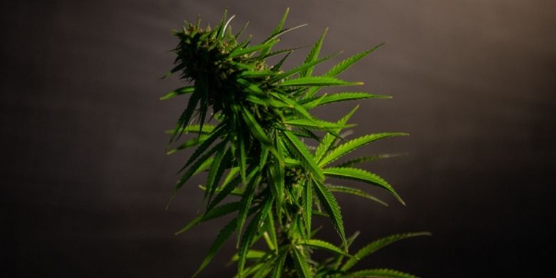 Fumare cannabis legale e illegale: attenzione ai diversi effetti 