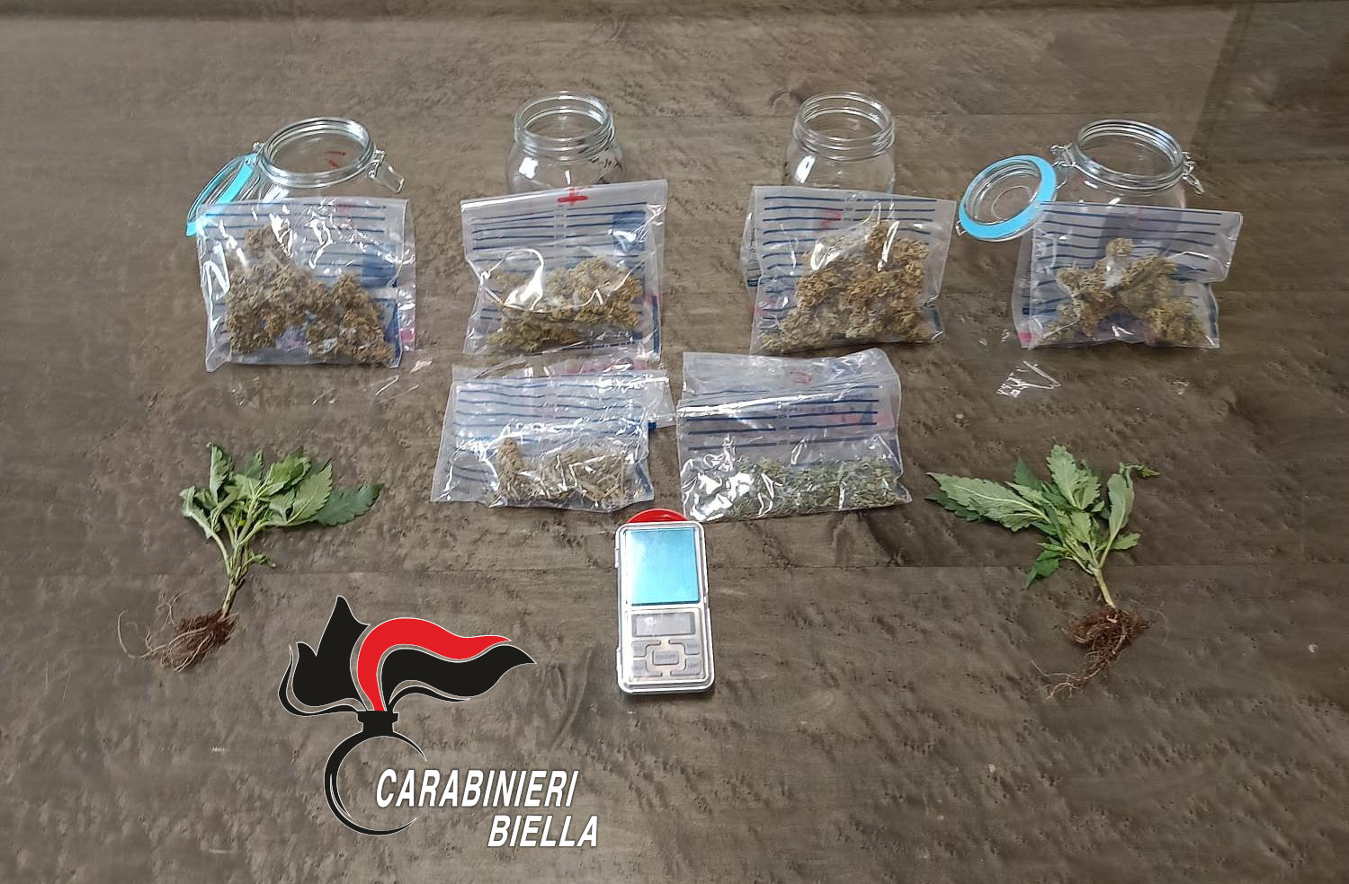 Biella, in casa ha una serra per la coltivazione di marijuana: scoperto dai Carabinieri FOTO