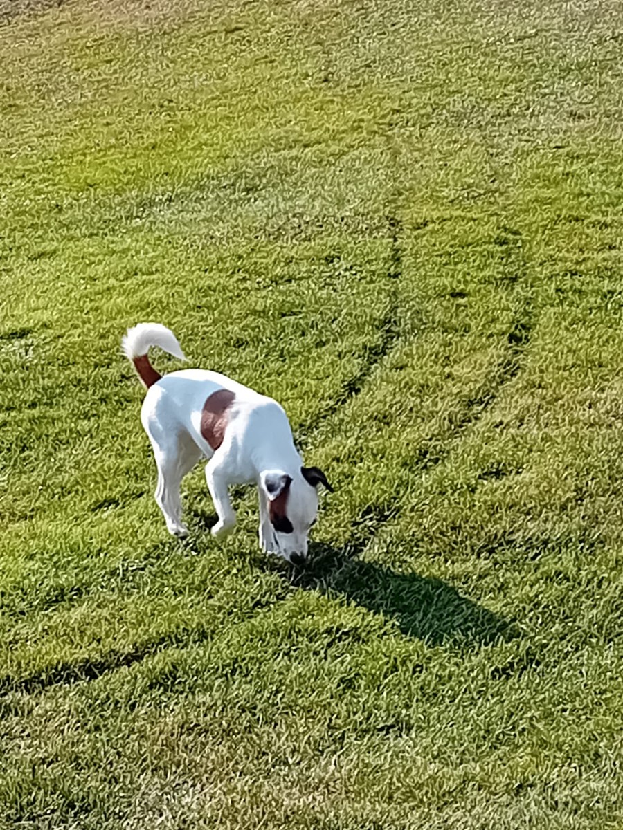 Ester scappata a Zubiena, aiutiamo a riportarla dalla sua piccola umana