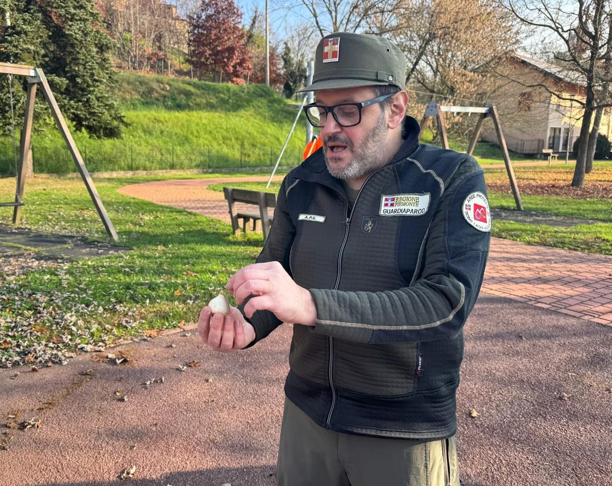 Giornata Nazionale dell'Albero, a Massazza i bimbi dell'infanzia piantano un carpino