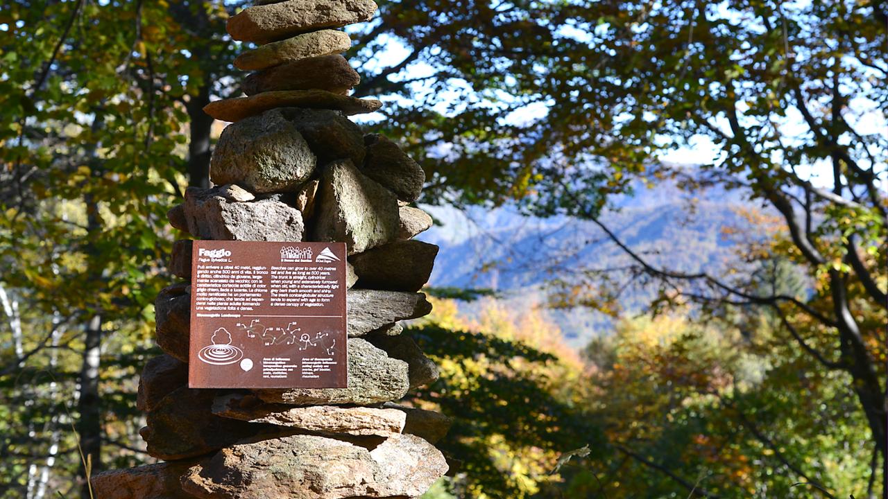 Oasi Zegna: Bosco del Sorriso e Forest Bathing - Newsbiella.it