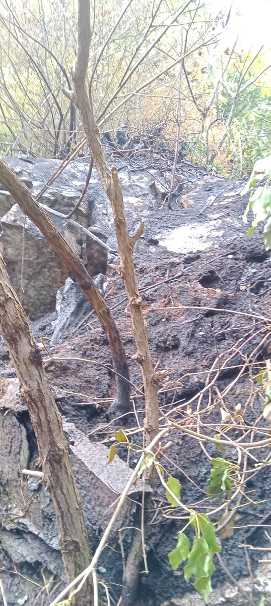 A fuoco un bosco, scatta l’allarme a Veglio FOTO