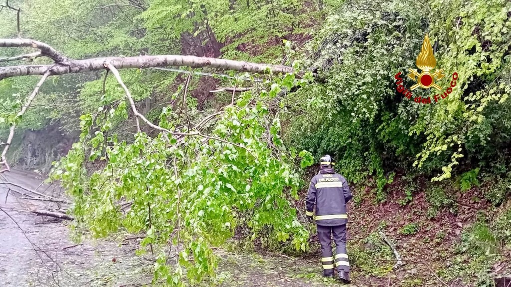Maltempo, vento intenso sulla Serra: piante finiscono su un’abitazione