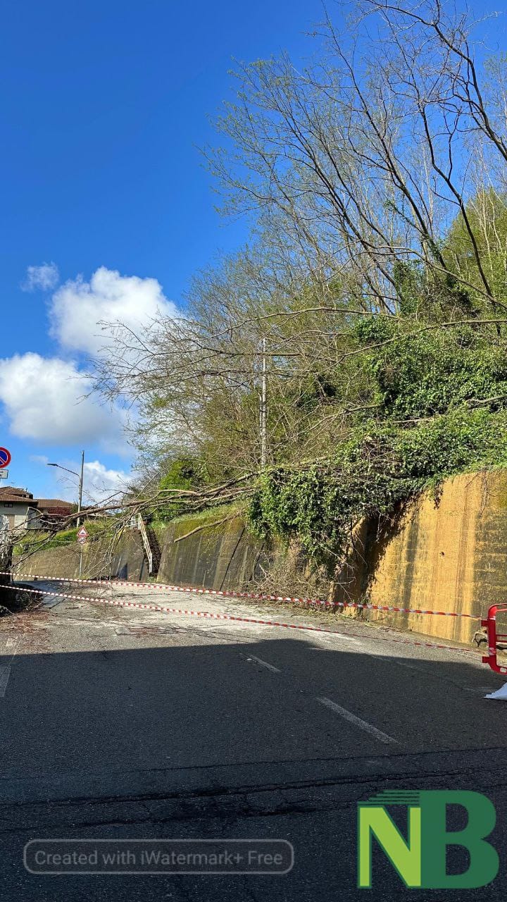 Maltempo, a Mongrando piante sulla strada