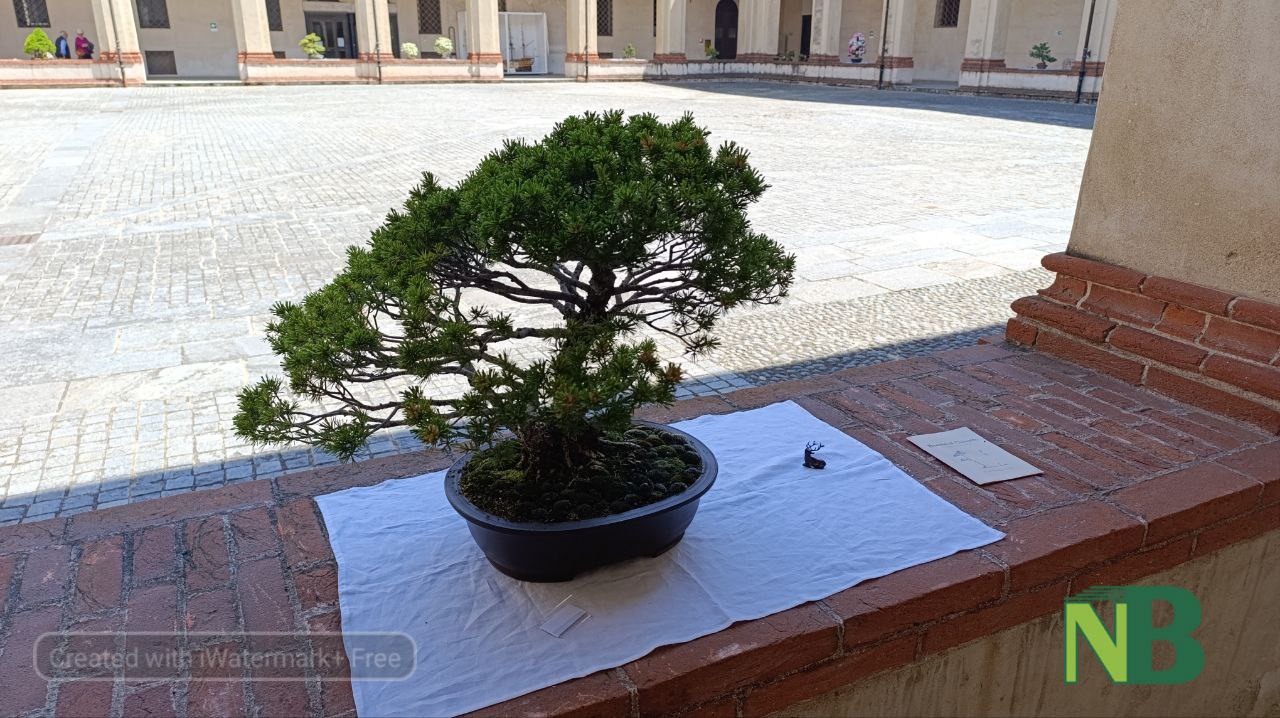 Biella, bonsai in mostra al Chiostro di San Sebastiano: grande curiosità tra i visitatori FOTO