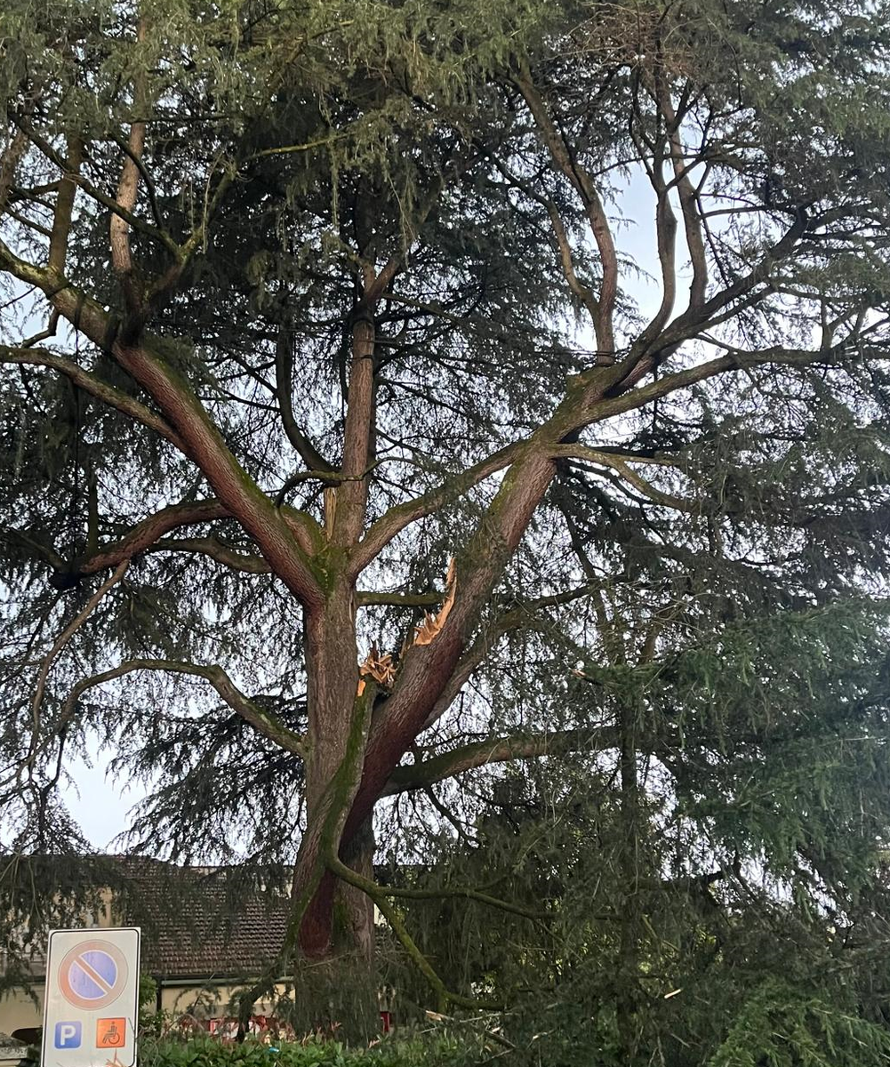Maltempo, un fulmine centra in pieno un albero