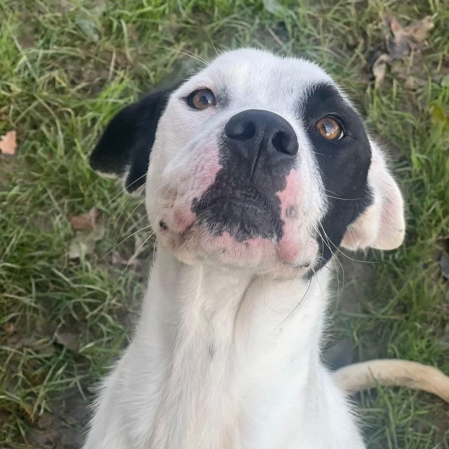 Conan si sta lasciando morire, non mangia più... aiutiamolo a trovare una casa!!! FOTO
